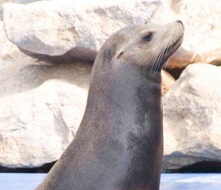 disfruta de los leones marinos